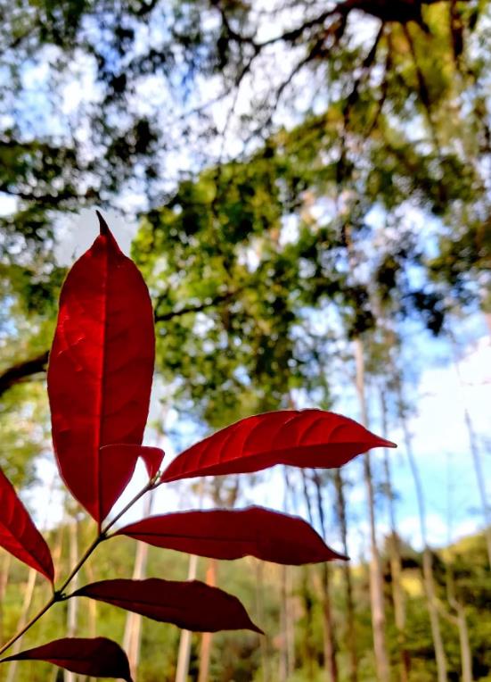 �㶫���Ŵ���ɽ��ĩ�Σ��Ǹ���Զӭ����