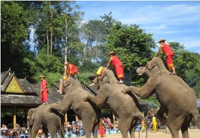 西双版纳野象谷