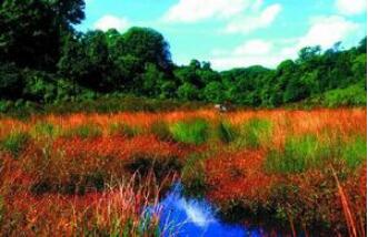 ĥ��ɽ����ɭ�ֹ�԰