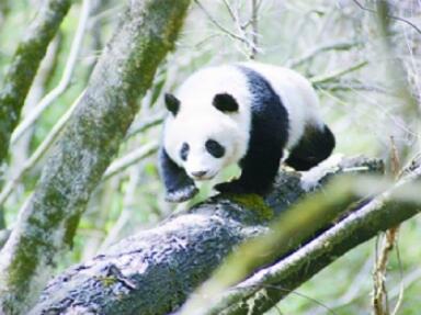 ��ƺ��è��������