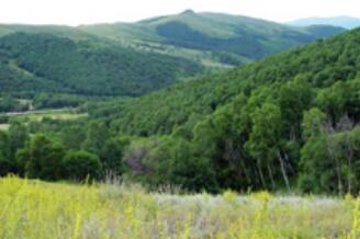 ���Ƹ���