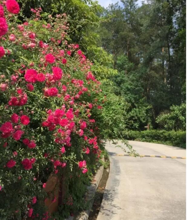 ����ɽ����ɭ�ֹ�԰