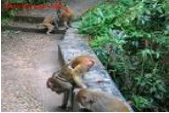 ������̶����ɭ�ֹ�԰