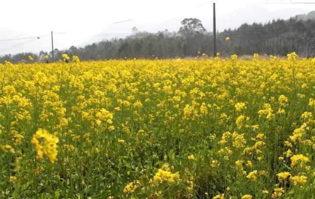 十里蓝山寻梦谷