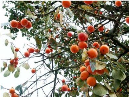 ������ɽ��ˮ