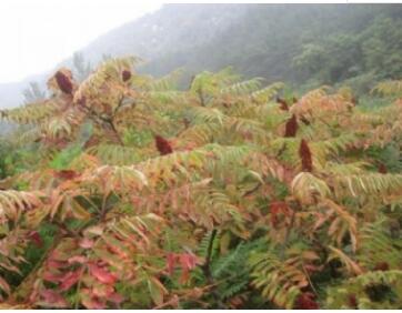 沂源国家森林公园