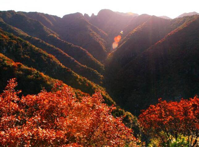 ��������������ɭ�ֹ�԰