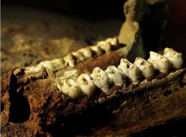 ���ֺ�������