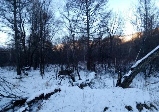 ����ɽ���Ƿ徰��