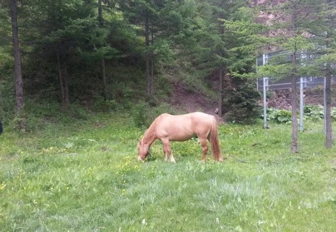 ��ԭ����ɽ