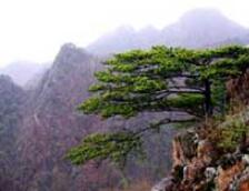 ����ɽ����ɭ�ֹ�԰.