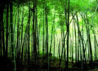 广水三潭风景区.