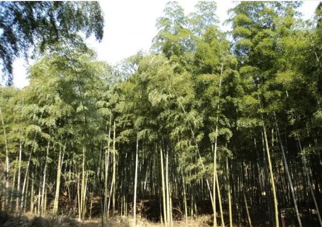 �ٰ���ˮ��