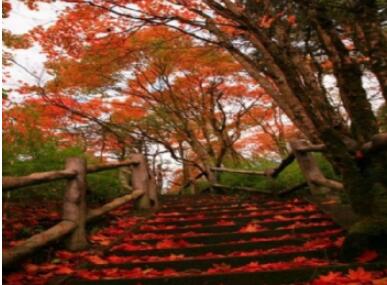 �ײ�ɽ����ɭ�ֹ�԰.