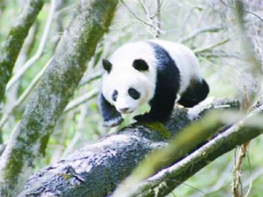 佛坪熊猫谷旅游区.