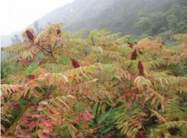 ��Դ����ɭ�ֹ�԰.