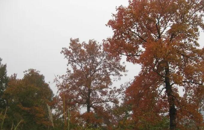 �������Ϫ