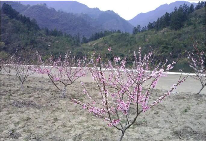 ��ɽ�һ�ԴƯ��