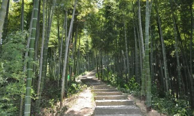 中国大竹海(卧虎藏龙拍摄地