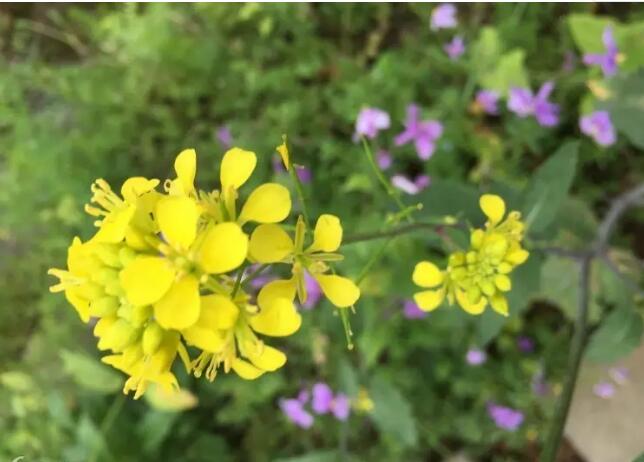 ���˺�ɽ��