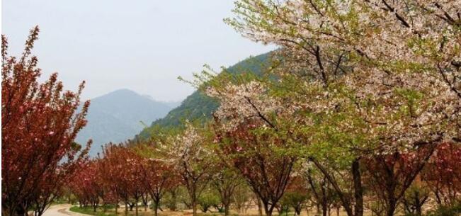 九峰山网岙景区,