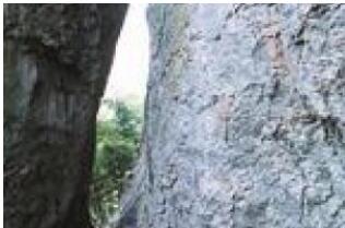 �����ɹȣ�