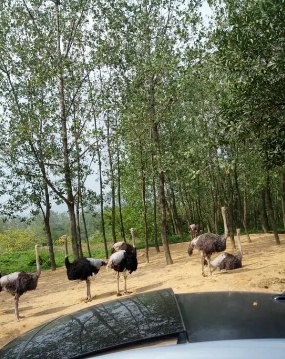 杭州野生动物园,