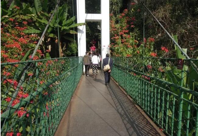 西双版纳原始森林公园,