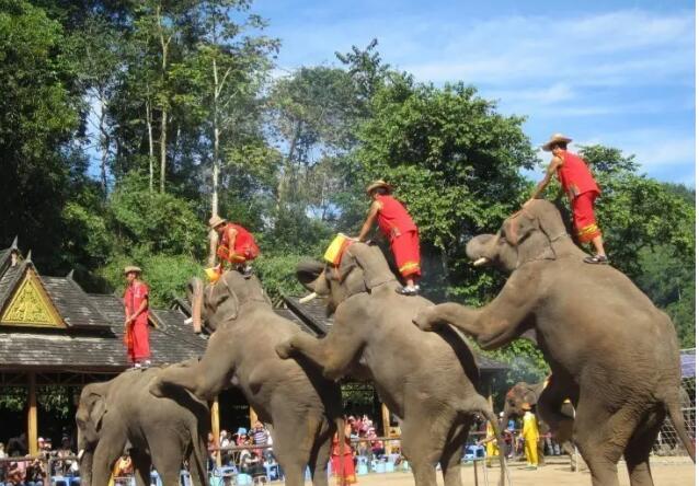 西双版纳野象谷,