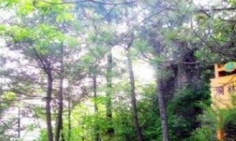 ��Ԫ����ɽ������