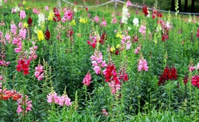 �ɶ��ѽ�ʯ�����