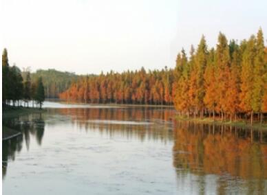 �Ϻ��������ɭ�ֹ�԰��