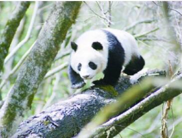 ��ƺ��è����������