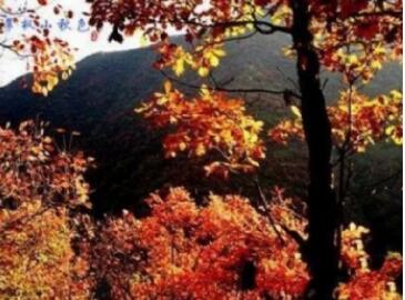 ��Ȫ���ɽ��