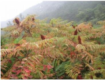 沂源国家森林公园,