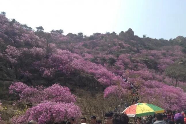 ����ɽ��