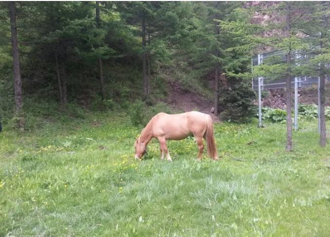 ��ԭ������ɽ