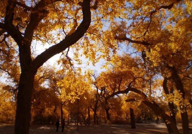 ����ɺ����־�����