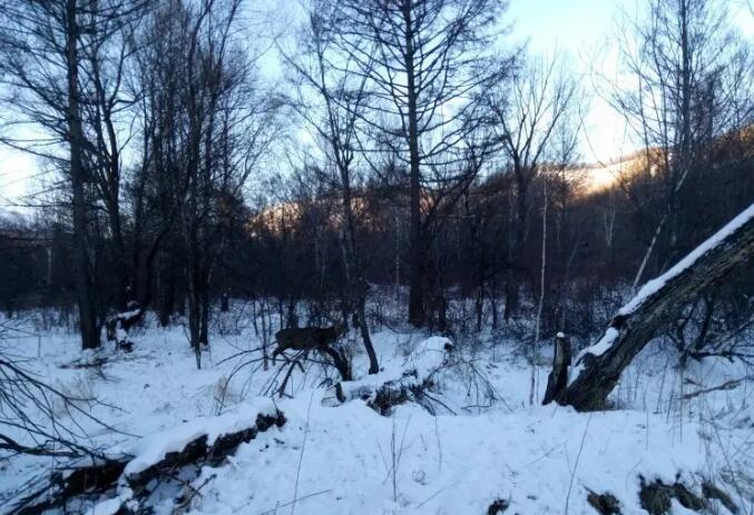 ����ɽ���Ƿ徰����