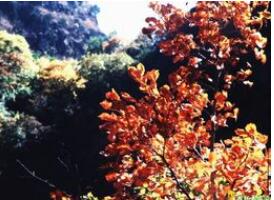 ���������羰����