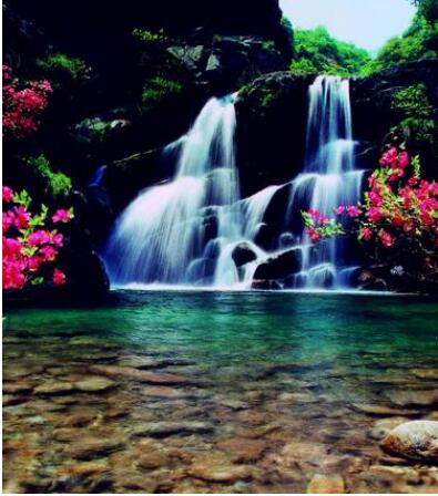 ®ɽ����̶������