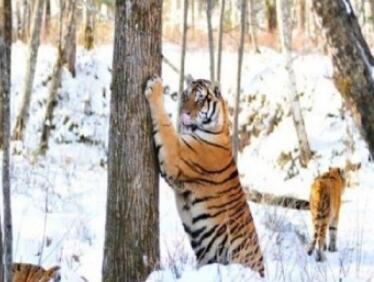 �ӱ߳���ɽ��������԰��