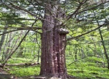 �ɷ����ɭ�ֹ�԰��