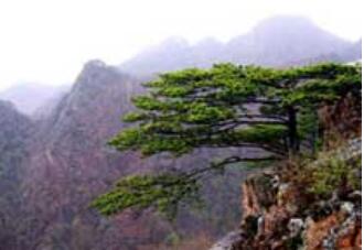 ����ɽ����ɭ�ֹ�԰��