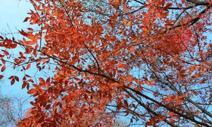 �����ԺӺ�Ҷ�Ⱦ�����