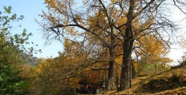 Ǯ������ӹ���ɭ�ֹ�԰��