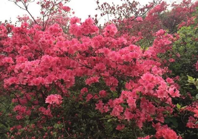 黄陂木兰云雾山,