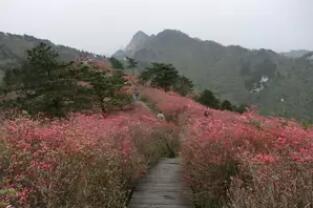 湖北麻城杜鹃花溪漂流,