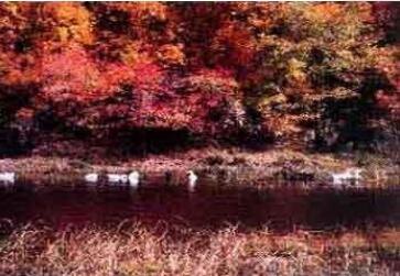 ������͸��ɽ��