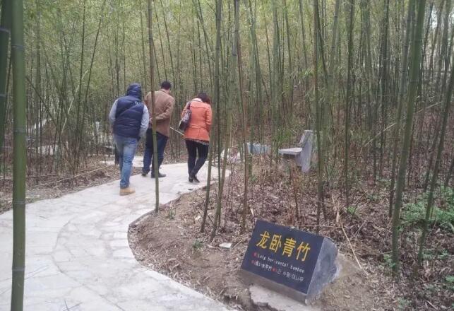栾川鸭石红豆杉景区,